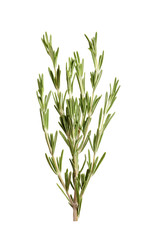 Fresh rosemary on white background