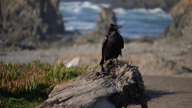 Crow at the Beach in California