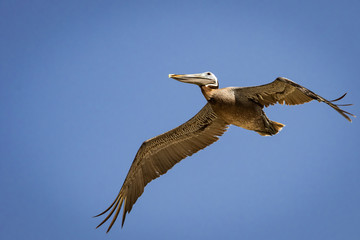 Obraz premium Brown Pelican (Pelecanus occidentalis) in flight.