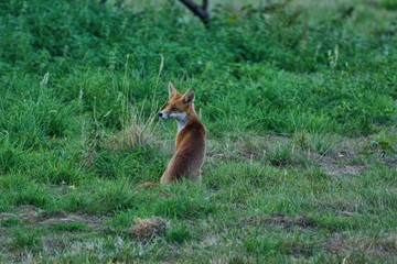 red fox cub,( vulpes vulpes) separated from his mother, looking wistfully for help.