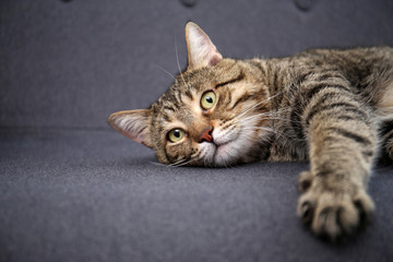 Cute cat resting on sofa at home