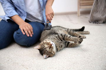 Woman brushing her cat while it resting on carpet at home