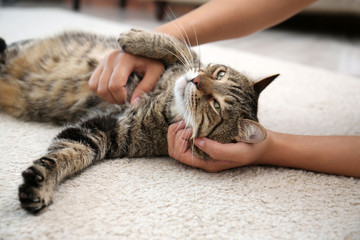 Woman stroking her cat while it resting on carpet at home