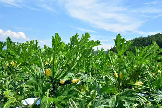 Zucchini's field