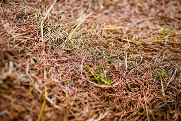 Brown fir tree needles on the ground