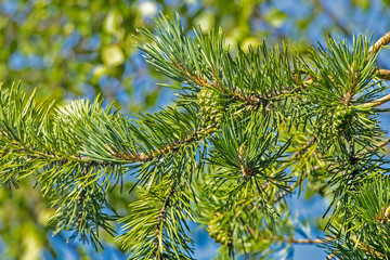 Fir-tree branch with green cones.