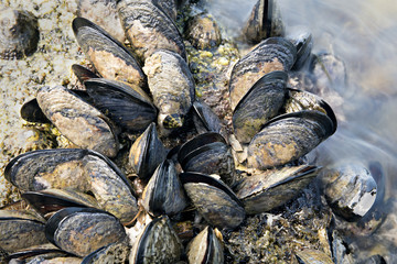 Sea waves hitting wild mussels on rocks. 