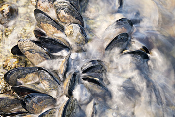 Sea waves hitting wild mussels on rocks. 