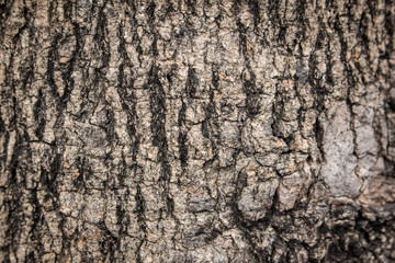 Obraz premium Bark from big trees in the forest.