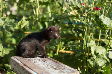 Kitten is sitting in the garden yard