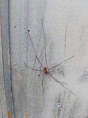 Nahaufnahme eines Weberknecht (Opa Langbein, Schneider Spinne)