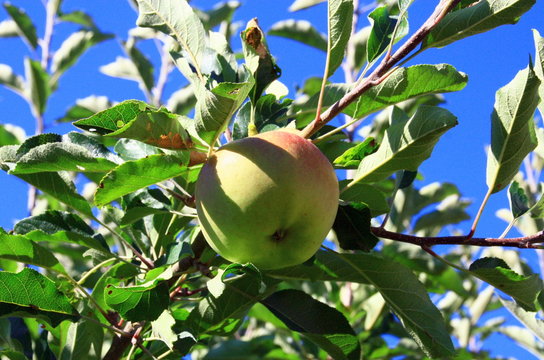 pomme bio verte et rouge dans un pommier du jardin