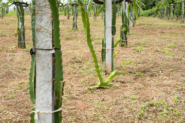  Dragon fruit gardens