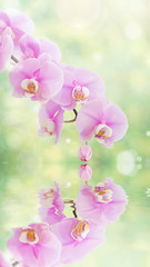 Pink orchid on natural background