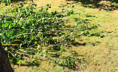 branchage,branche d'arbre, déchet de végétaux