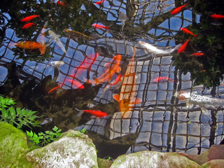 Koi Pond with Reflection