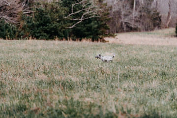 Dog running in a field