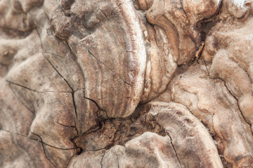 The surface of the hubs closely resembles a lunar landscape. A unique background.