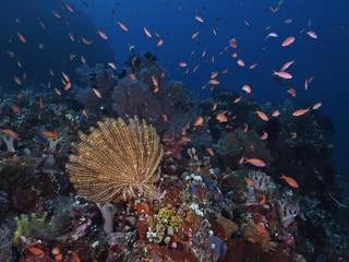 Fototapete bei efototapeten.de bestellen   