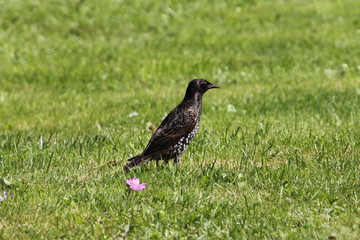 common starling  (Sturnus vulgaris)