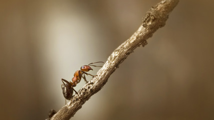 Forest ant closeup