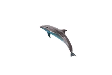 Fototapeten Bottlenose Dolphin jump to sky on white isolated background © Chonlasub