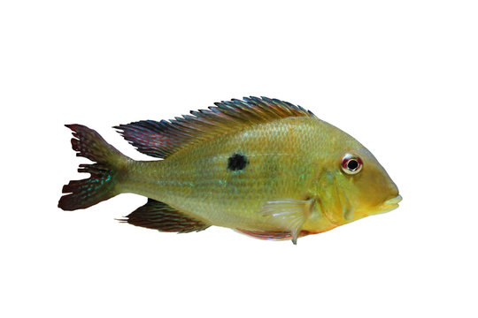 Freshwater Fish on White isolated background with clipping path. Eartheater Cichlid (Geophagus dicrozoster)