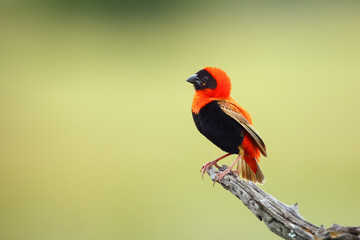 The southern red bishop or red bishop (Euplectes orix) sitting on the branch with green background. Red passerine at courtship in reeds.