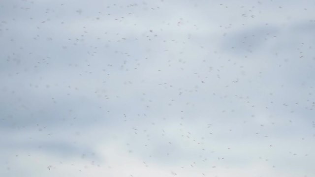 Gnats swarming in the background of the cloudy sky. Slow motion. Selective focus