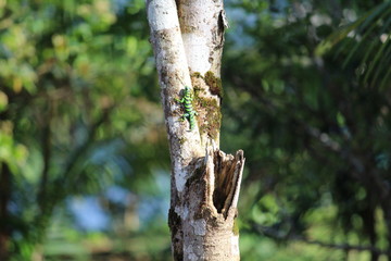 Obraz premium Lagarto Lizard