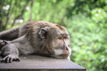 Portrait of a monkey in Sacred Monkey Forest