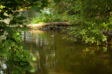 Fototapeta na wymiar Small river or creek with ducks in the woods