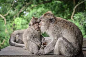 Mother and baby Balinese long-tailed monkey