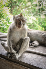 Portrait of a monkey