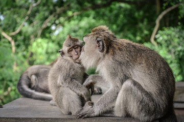 Mother and baby Balinese long-tailed monkey