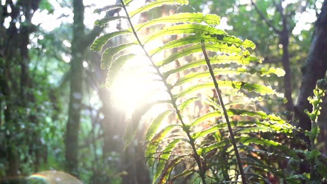 New Zealand Nature fern/koru Branch