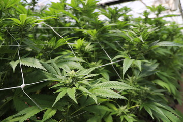 Greenhouse Cannabis
