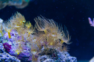  Yellow Colony Polyp Corals.