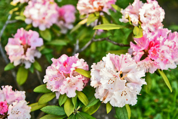 Roseum Pink Rhododendron and green leaf  in the garden