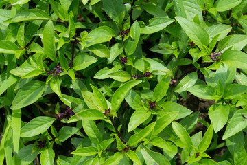 Thai basil plant in the garden