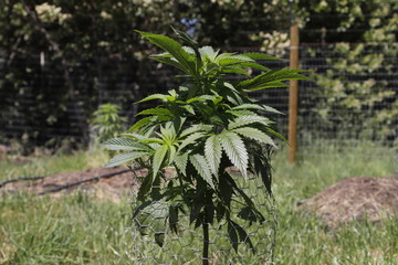Cannabis Plant
