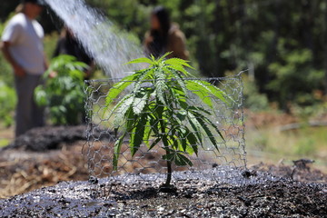 Cannabis Plant Water