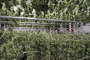 Drying Cannabis