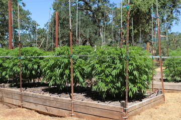 Outdoor Cannabis Farms