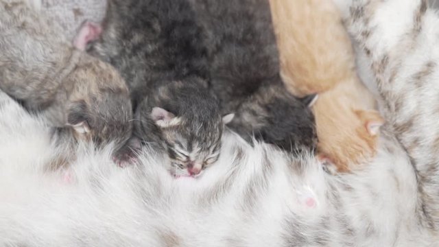 Closeup mother cat feeding her newborn four cute kittens