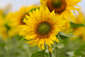 Field of sunflowers
