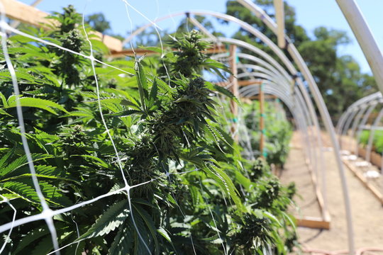 Outdoor Marijuana Plants