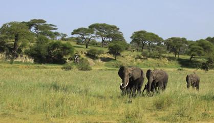 Fototapeta na wymiar Elephant family in Tanzania
