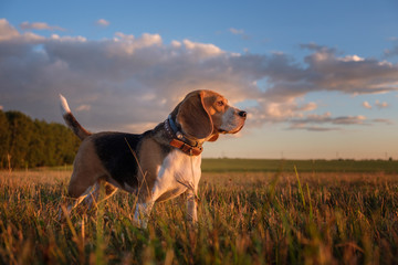 Beagle dog in the Golden rays of sunset