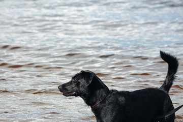 wet black dog in the water near the sea